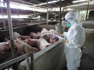 Inspection of pig farms